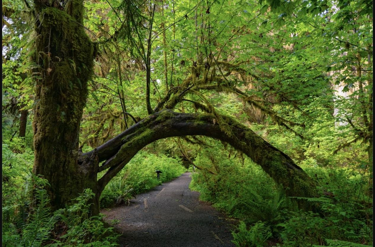 Moss-covered trees along a trail in the Hoh Rainforest, Olympic National Park