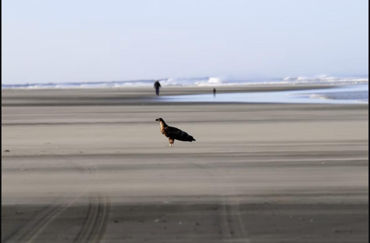 Wide, flat beach at Ocean Shores, Washington, with a bald eagle standing on the sand