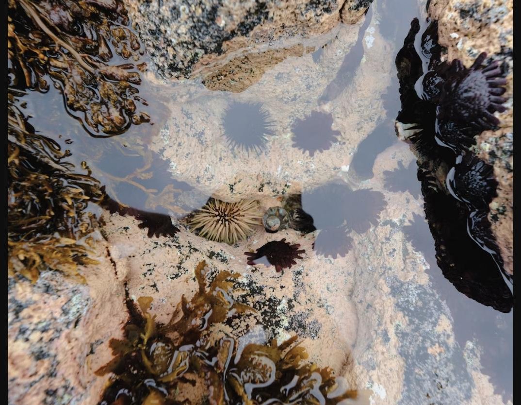 Tide pool with sea urchins and anemones on the Washington coast